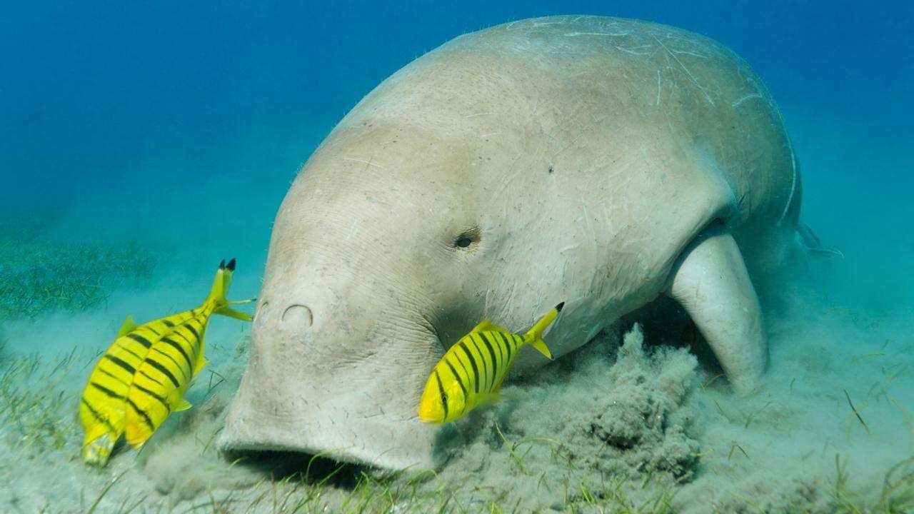 Marsa Alam